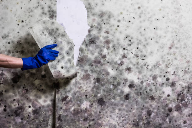 Reliable Delhi, LA Mold Removal Solutions